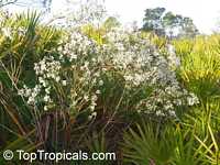 Baccharis halimifolia Baccharis halimifolia