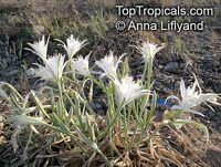 Pancratium maritimum, Sea Daffodil, Sea Lily, Sand Lily, Havatselet ha'Sharon Pancratium maritimum, Sea Daffodil, Sea Lily, Sand Lily, Havatselet ha'Sharon
