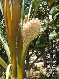 Phoenix dactylifera, Date Palm