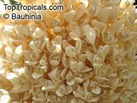 Phoenix dactylifera, Date Palm