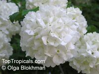 Viburnum sp., Viburnum