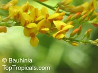 Viminaria juncea Viminaria juncea
