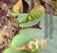 Welwitschia mirabilis Welwitschia mirabilis