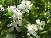 Exochorda sp.