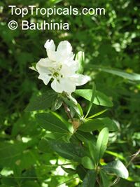 Exochorda sp.