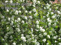 Exochorda sp.