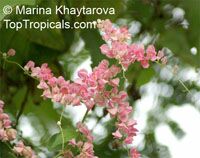 Antigonon (Antigon, Antigonum) leptopus, Mexican Coral Vine, Coral Creeper, Honolulu Creeper, Corallita, Chinese Love Vine