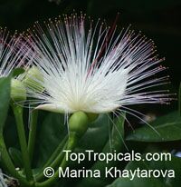 Barringtonia asiatica - Fish Poison Tree

Click to see full-size image