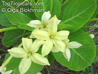 Brighamia insignis, Brighamia citrina, Olulu, Alula, Hawaiian Palm