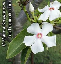 Cerbera manghas, Cerbera odollam, Chiute, Chatthankai, Grey Milkwood, Sea Mango, Pong Pong Tree