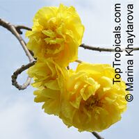 Cochlospermum regium, Yellow Cotton Tree 