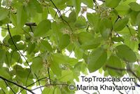 Dipterocarpus sp., Dipterocarpus