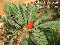 Encephalartos ferox , Tongaland Cycad 