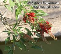 Erythrina fusca, Erythrina glauca , Cape Kaffirboom, Gallito, Coral bean, Bois Immortelle