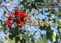 Erythrina fusca, Erythrina glauca , Cape Kaffirboom, Gallito, Coral bean, Bois Immortelle