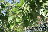 Erythrina fusca, Erythrina glauca , Cape Kaffirboom, Gallito, Coral bean, Bois Immortelle