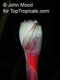 Etlingera maingayi, Malay Rose