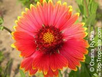 Gaillardia sp. Gaillardia sp.