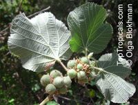 Grewia villosa, Mallow Raisin
