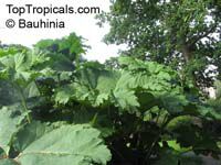 Gunnera manicata, Giant Rhubarb, Giant Gunnera, Mammutblatt, Dinosaur Food Plant

Click to see full-size image
