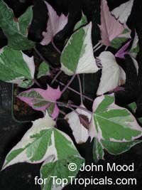 Ipomoea batatas, Sweet Potato Vine, Camote, Boniato
