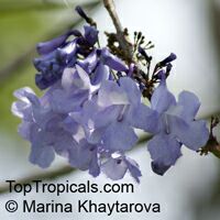 Jacaranda obtusifolia 