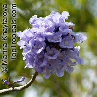 Jacaranda obtusifolia - Blue Jacaranda