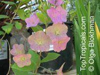 Holmskioldia taitensis, Holmskoldia tettensis, Karomia speciosa , Tahitian Hat