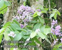 Lagerstroemia loudonii