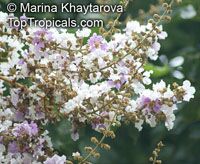 Lagerstroemia floribunda