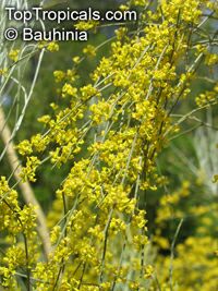 Retama sphaerocarpa, Lygos sphaerocarpa Retama sphaerocarpa, Lygos sphaerocarpa