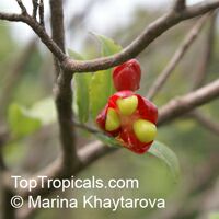 Ochna sp. Ochna sp.