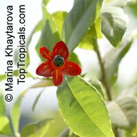 Ochna sp. Ochna sp.