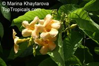 Odontadenia macrantha, Odontadenia grandiflora, Odontadenia speciosa, Echites macrantha, Odontadenia Odontadenia macrantha, Odontadenia grandiflora, Odontadenia speciosa, Echites macrantha, Odontadenia