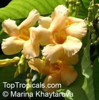 Odontadenia macrantha, Odontadenia grandiflora, Odontadenia speciosa, Echites macrantha, Odontadenia Odontadenia macrantha, Odontadenia grandiflora, Odontadenia speciosa, Echites macrantha, Odontadenia
