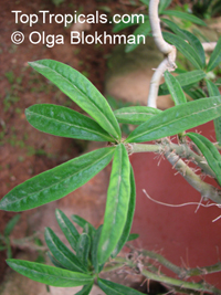 Pachypodium succulentum , Caudiciform Pachypodium