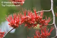 Barnebydendron riedelii, Phyllocarpus riedelii, Phyllocarpus septentrionalis