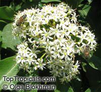 Pittosporum rhombifolium, Diamond Pittosporum 