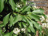 Pittosporum rhombifolium, Diamond Pittosporum 