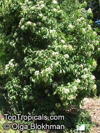 Pittosporum rhombifolium, Diamond Pittosporum 