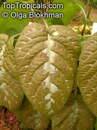Pseuderanthemum alatum, Chocolate Plant