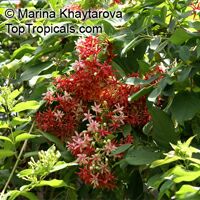 Quisqualis hybrid Thailand, Thai Double Flower Rangoon Creeper