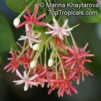 Quisqualis hybrid Thailand, Thai Double Flower Rangoon Creeper