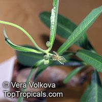 Raphionacme longifolia Raphionacme longifolia