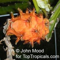 Hylocereus sp., Selenicereus sp., Pitaya, Pitahaya, Dragon Fruit, Strawberry Pear