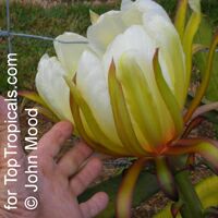 Hylocereus sp., Selenicereus sp., Pitaya, Pitahaya, Dragon Fruit, Strawberry Pear