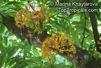 Saraca cauliflora, Saraca thaipingensis , Yellow Saraca Tree