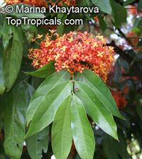Saraca declinata, Red Saraca