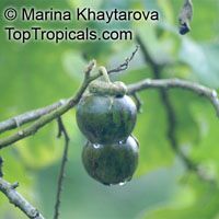 Solanum macranthum, Solanum wrightii, Giant Potato Tree