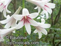 Cardiocrinum giganteum, Lilium giganteum, Giant Lily 